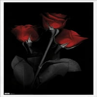 Zidni poster Crvenog ruža, 22.375 34