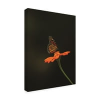 Zaštitni znak Likovna umjetnost 'Monarch na narančastom' platnu umjetnost Kurt Shaffer fotografije
