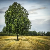 Usamljeno zeleno drvo u polju; Knapwell, Cambridgeshire, Engleska Philip Payne dizajnerske slike