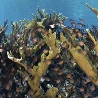 Staklene mašine za čišćenje lebde ispod kolonije elkhorn Coral koji raste na turnjskom atolu. Poster Print